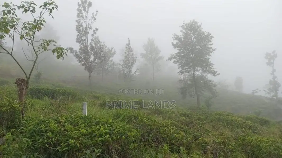 Land for Sale Tea Estate