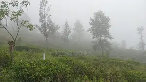 Land for Sale Tea Estate
