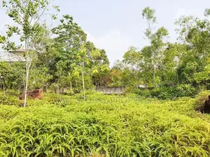 Commercial Land for Sale in Wadduwa