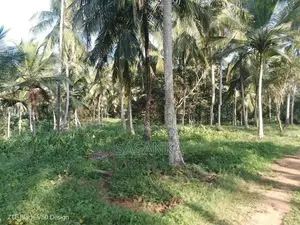Kuliyapitiya 25 Acres Coconut Land For Sale