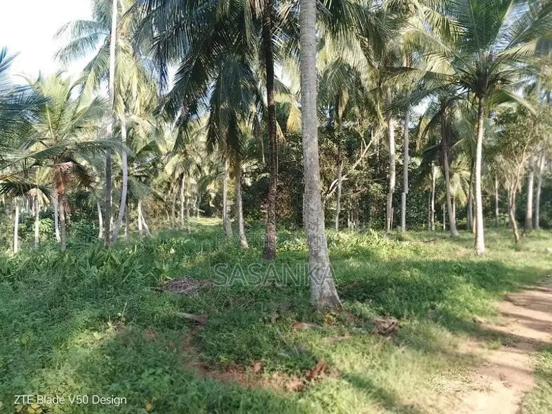 Kuliyapitiya 25 Acres Coconut Land For Sale