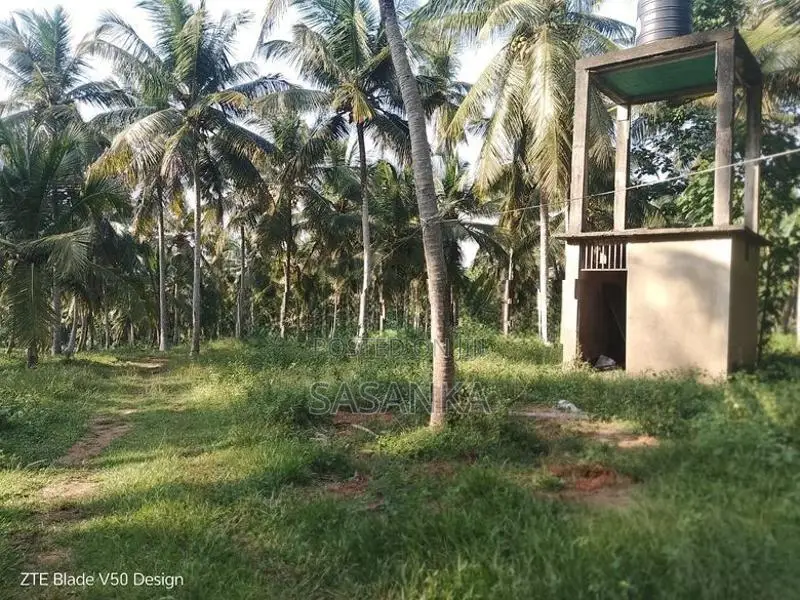 Kuliyapitiya 25 Acres Coconut Land For Sale