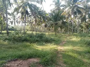 Kuliyapitiya 25 Acres Coconut Land For Sale