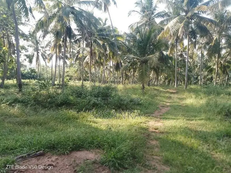 Kuliyapitiya 25 Acres Coconut Land For Sale