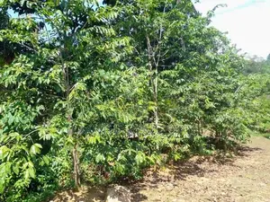 (AFA717) Land for sale in Eheliyagoda
