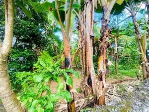 (AFA725) 20 P Bare Land Sale At Uthuwankanda Road Thalawathugoda