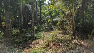 නිට්ටඹුව – මල්වත්ත කොන්ක්‍රීට් පාරට මුහුනලා පර්චස් 21.8