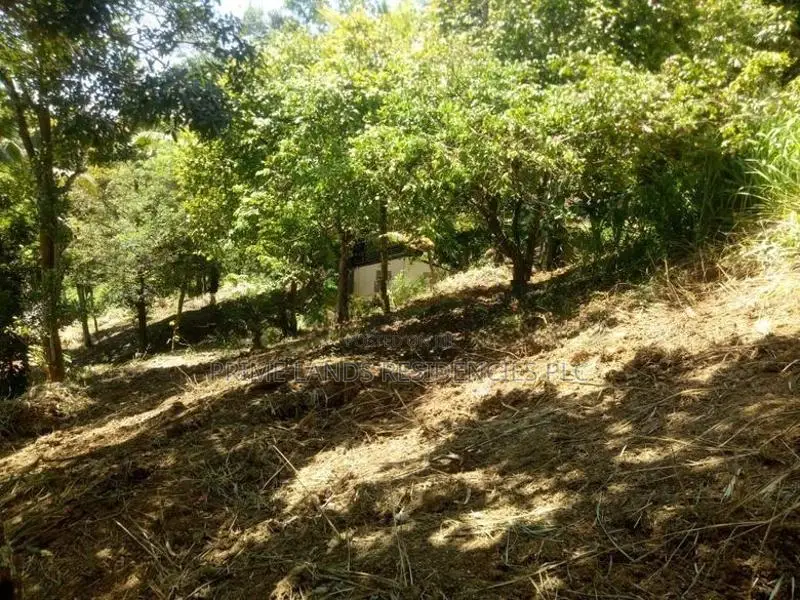 Lands for Sale in Ambathanna (Pujapitiya Road)