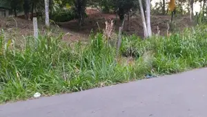 Lands for Sale in Ambathanna (Pujapitiya Road)