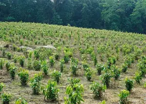 Valuable Land Plots For Sale In Horana Madurawala