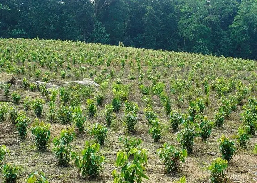 Valuable Land Plots For Sale In Horana Madurawala
