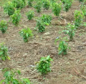 Valuable Land Plots For Sale In Horana Madurawala
