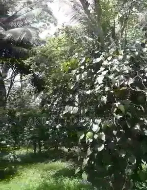 2 Acars Coconut Land in Negombo Dunagaha for Sale