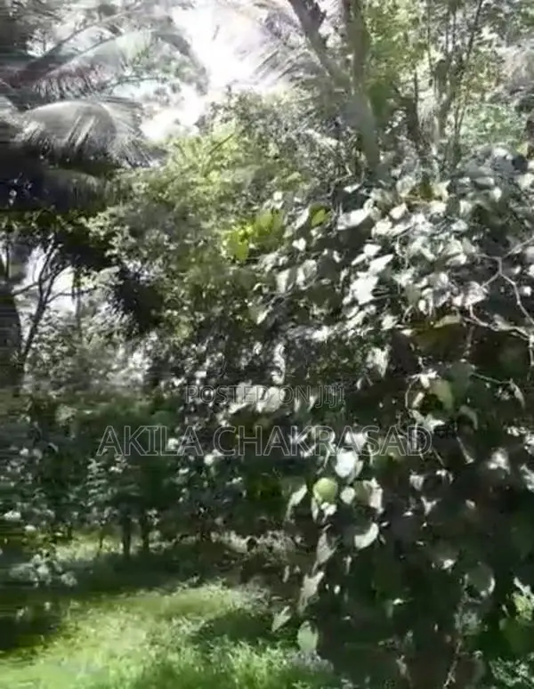 2 Acars Coconut Land in Negombo Dunagaha for Sale