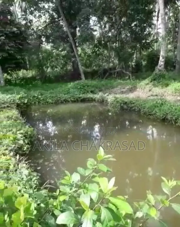 2 Acars Coconut Land in Negombo Dunagaha for Sale