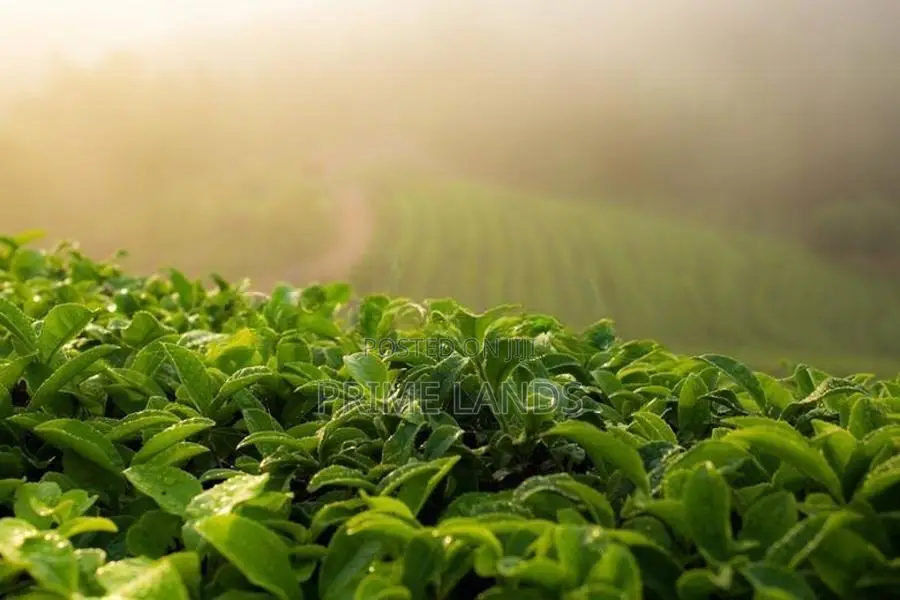 View Point Land for Sale Nuwara Eliya