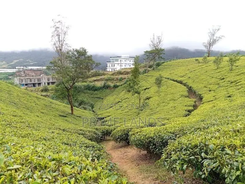 Valuable Land for Sale Nuwara Eliya