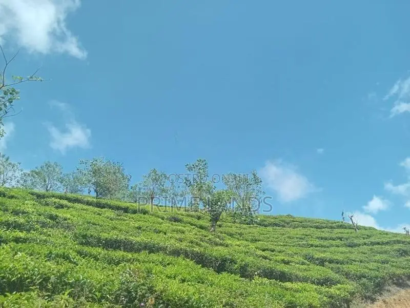Valuable Land for Sale Nuwara Eliya