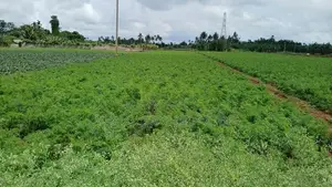 Land for Sale Chunnakam