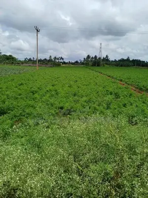 Land for Sale Chunnakam