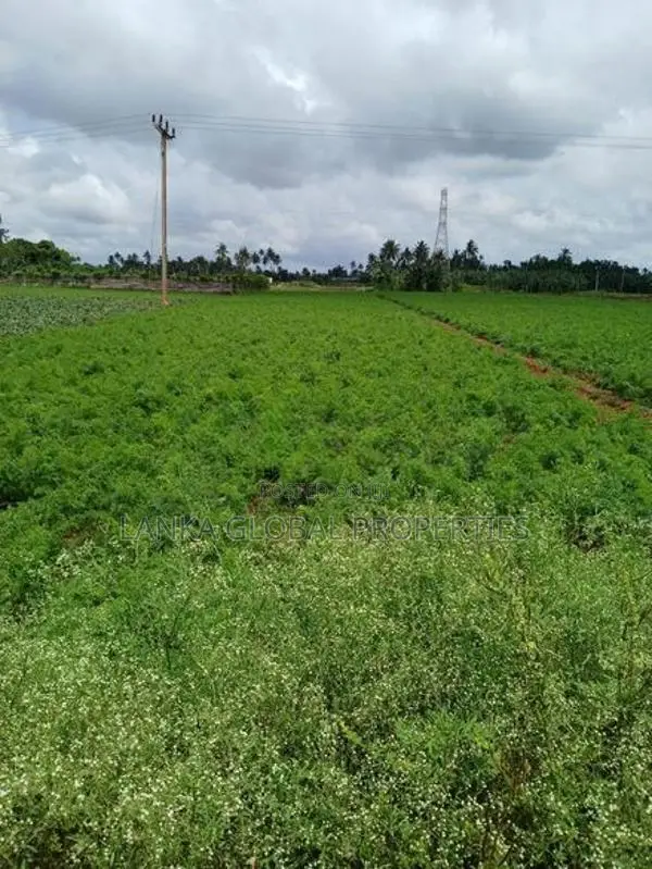 Land for Sale Chunnakam
