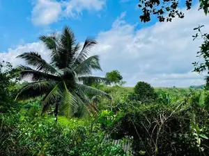 විශාල පලතුරු වත්තක් සමඟ නිවාස දෙකක් ඌරාපොලින්