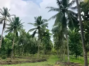 Estate for Sale in Kurunegala