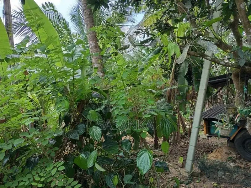 හොරණ – දික්හෙනපුර ප්‍රදේශයේ 20perches ඉඩම
