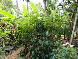 හොරණ – දික්හෙනපුර ප්‍රදේශයේ 20perches ඉඩම