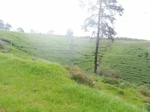 View Point Land for Sale Nuwara Eliya