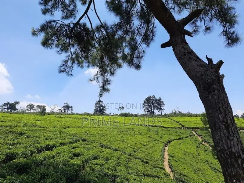 View Point Land for Sale Nuwara Eliya Road