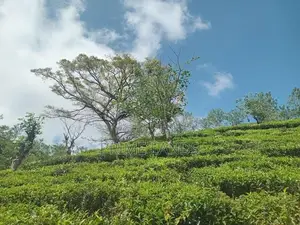 View Point Land for Sale Hatton