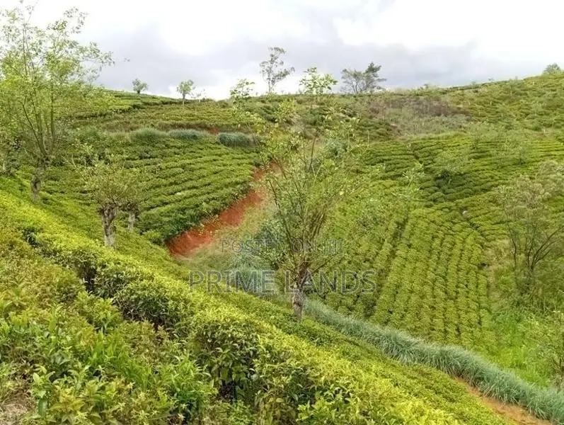 View Point Land for Sale Nuwara Eliya