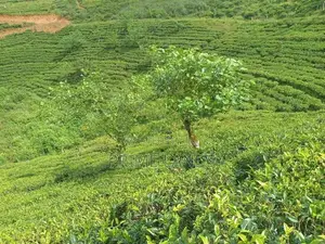 View Point Land for Sale Nuwara Eliya