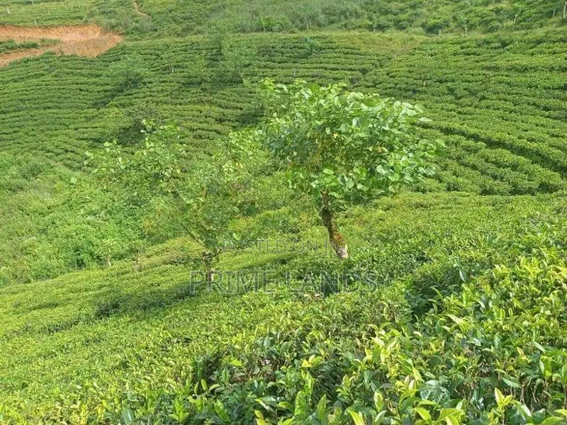 View Point Land for Sale Nuwara Eliya