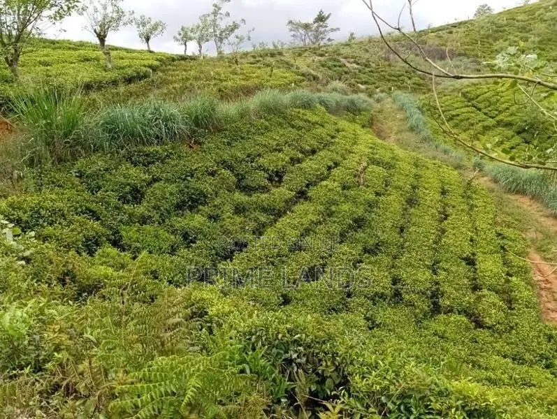 View Point Kabana Land for Sale Hatton