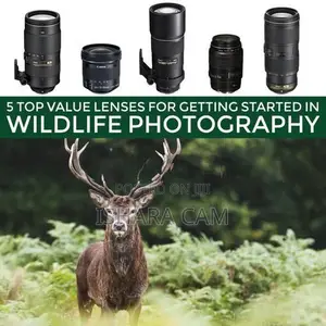 Nikon/ canon wildlife DSLR lenses