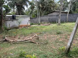 කිරිදිවැලින් වටිනා ඉඩමක් විකිණීමට