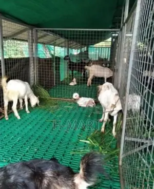 goat flooring plastic