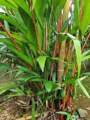 Palm Trees