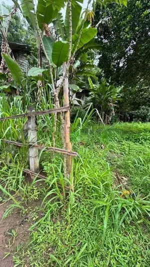 ගම්පොල වීගුලවත්තේ පර්චස් 24 ක ඉඩමක් විකිණීමට