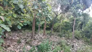 Land for sale Chinabay