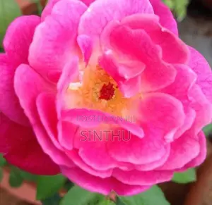 Rose Plant