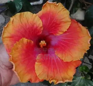 Hibiscus