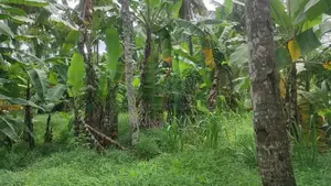 කඩවතින් වාණිජමය වටිනාකමින් යුතු හිස් ඉඩමක් කුලියට දීමට ඇත