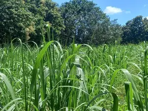 Land For Sale - Pelwattha