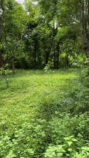 පිරිසිදු සින්නක්කර ඔප්පු සහිත කතරගම ඉඩම