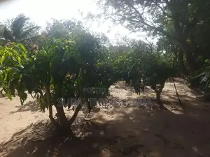 Land for Sale in Sella Kataragama with 100 Mango Trees