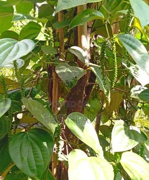 පර්වස් 89ක ගම්මිරිස් වගාව Land for Sale kandy