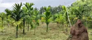 Land with House for Sale Matale